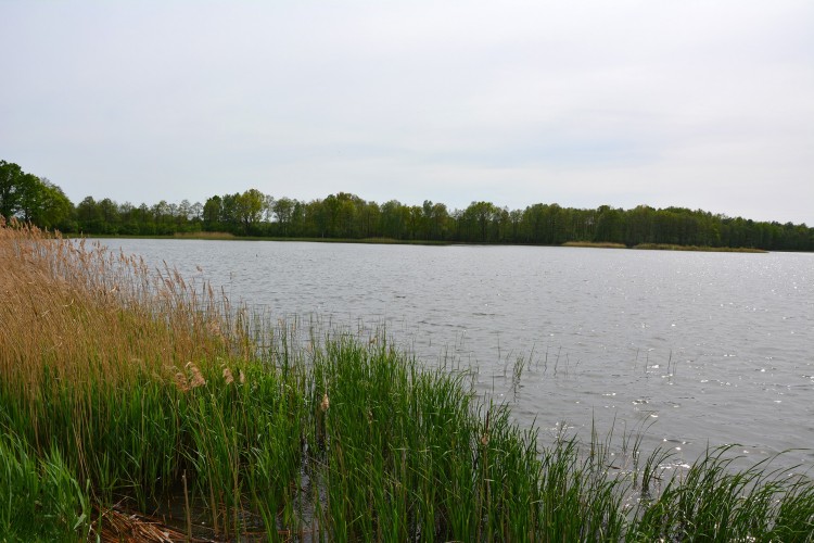 jezioro otoczone szuwarami