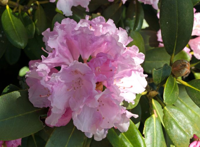 Rhododendron